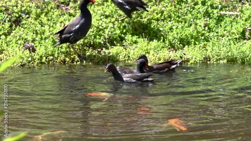 Common Moorhens Feeding with Koi Fish in La Laguna  Park Pond, Tenerife
