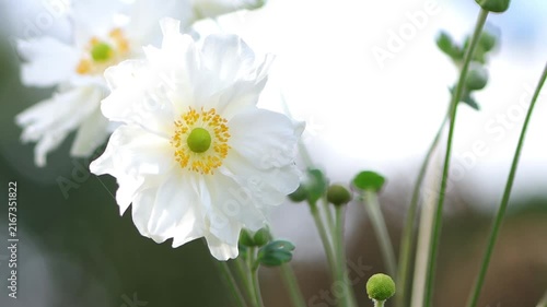 Beautiful large flowers of the autumn anemone sway gently in the wind, white flowers of the autumn anemone with a yellow center, buds and flowering autumn anemones, Anemone hupehensis