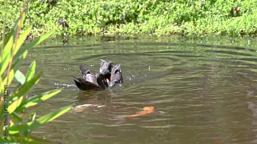 Common Moorhens Feeding with Koi Fish in Park Pond, Tenerife