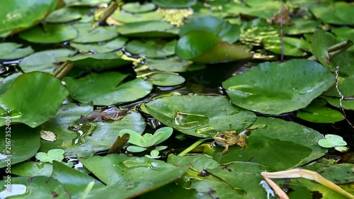 Perez's Frogs Resting Among Pond Vegetation in Tenerife