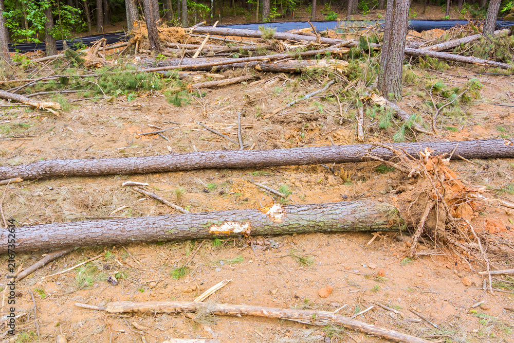 Naklejka premium Workers clear fallen trees from forest area after recent storm in woods.