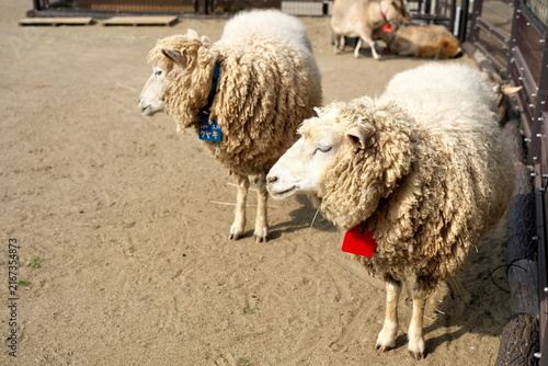 Photography Cute fluffy sheep in animal park outdoor enclosure
