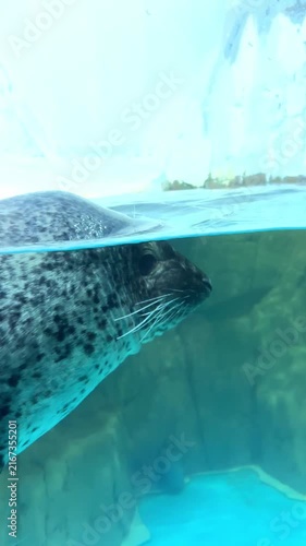 The sea lion swims and dives in the aquarium.