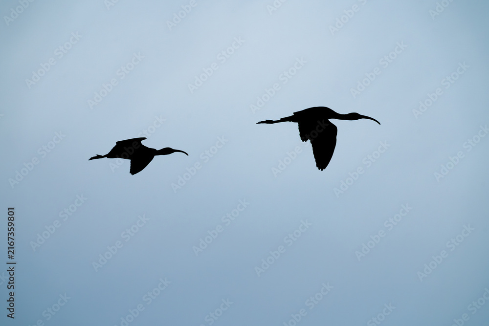 Obraz premium Pair of White-Faced Ibis Flying Silhouetted Against Sky
