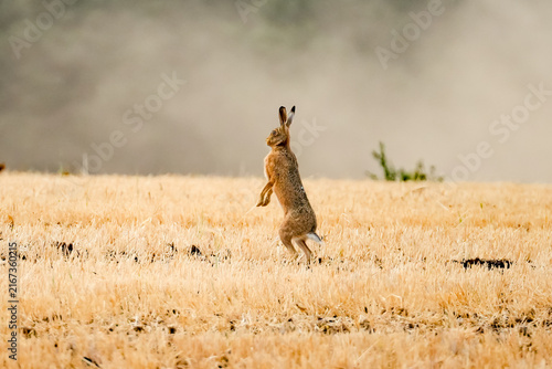 Fotografía Lièvre sauvage dans la prairie
