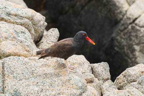 Bild auf Leinwand Blackish Oystercatcher Standing on Rocky Coast in Chile
