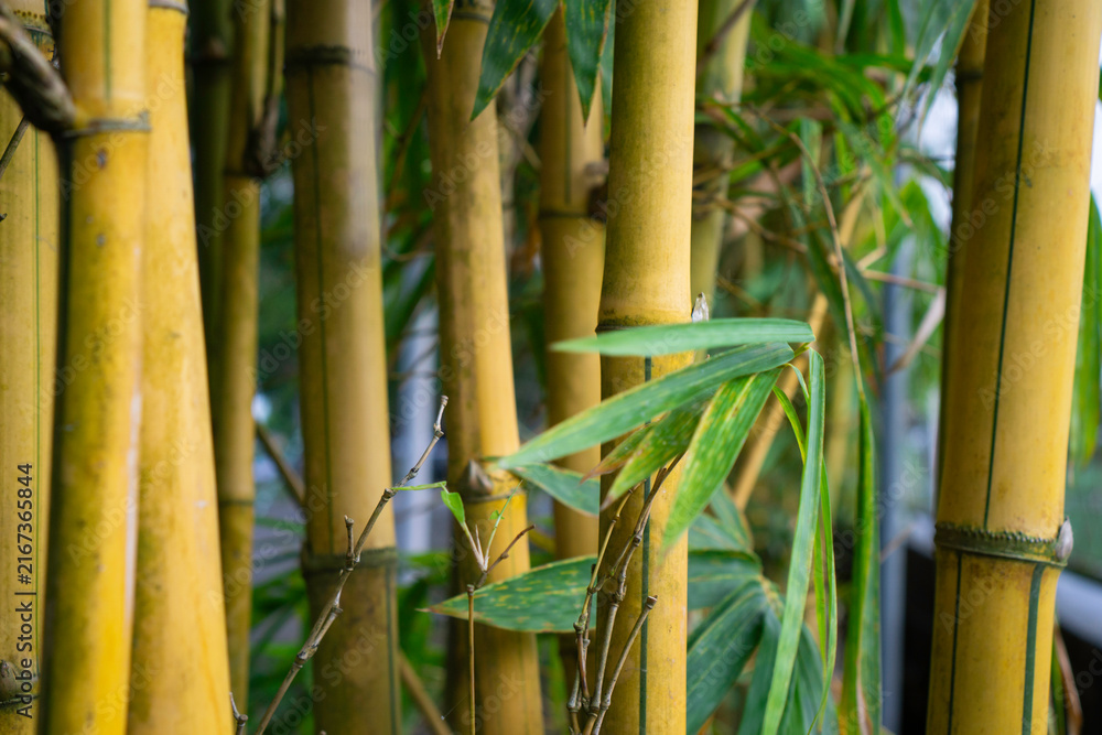 Obraz premium Tall bamboo stalks stand close together
