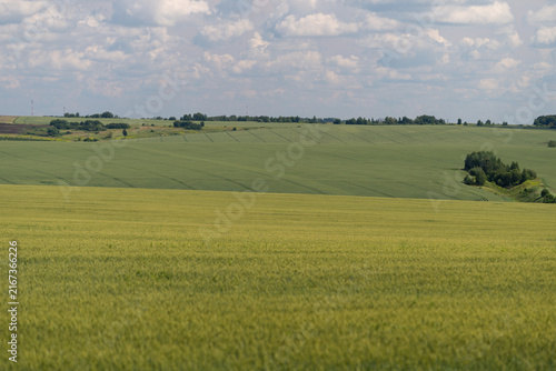 Принти на полотні Vibrant green fields stretch across the horizon under a vast sky showcasing natu