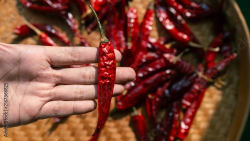 Hand holding dried chili peppers on traditional indonesian woven bamboo basket (besek), prepared to make sambal (spicy sauce), chili oil, or other hot dishes