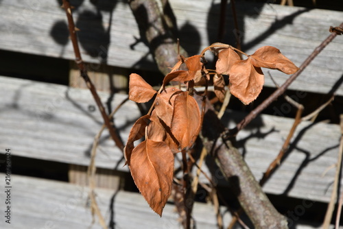 Rosenlaub im Hitzesommer