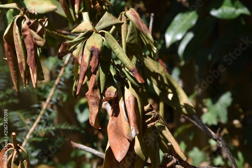 verdorrter Rhododendron