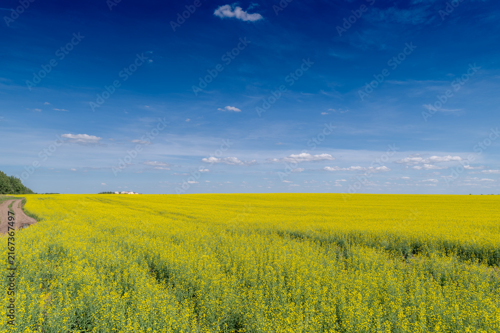 Fototapeta premium Golden fields of canola stretch endlessly under a vibrant blue sky showcasing nature's beauty during a sunny afternoon