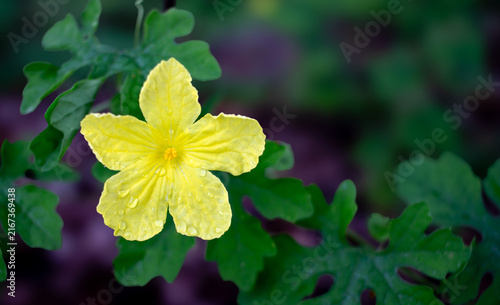 Close up yellow flower and blur natural green background.