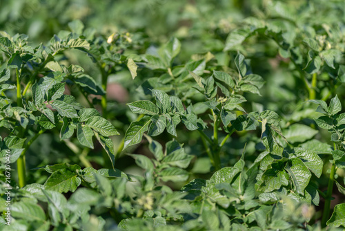 Lush green potato plants thriving under the warm sun in a vibrant farm field