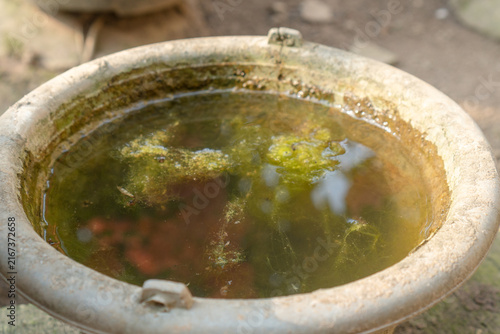 Cuadro en lienzo old plastic bucket filled with dirty stagnant water and algae.