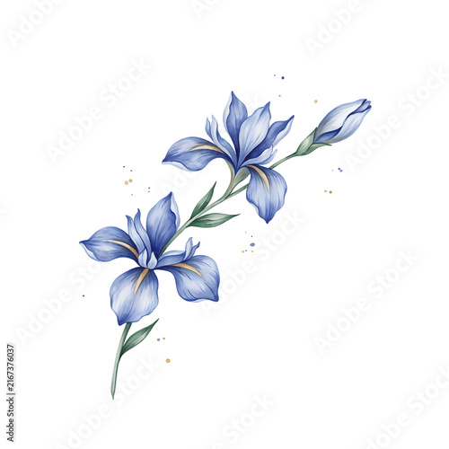 Two blue iris flowers with a bud on a green stem isolated on a transparent background