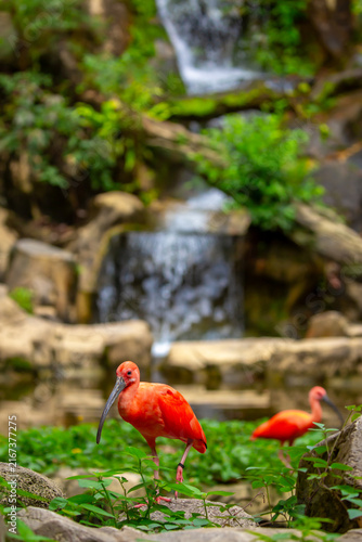 Canvas Print Scarlet ibis standing among lush green plants
