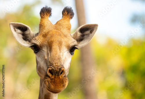 Photography A close-up of a giraffe against a green backdrop