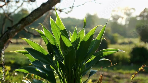 cinematic slow-motion 4K footage captures sunlight streaming through vibrant green pointed plant leaves producing beautiful bokeh highlights and soft motion in a tranquil natural scene perfect for