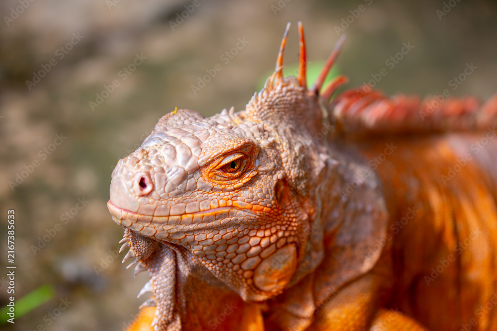 Fototapeta premium A close-up of an iguana. A beautiful, multicolored lizard with vibrant, colorful skin. An exotic, tropical animal.