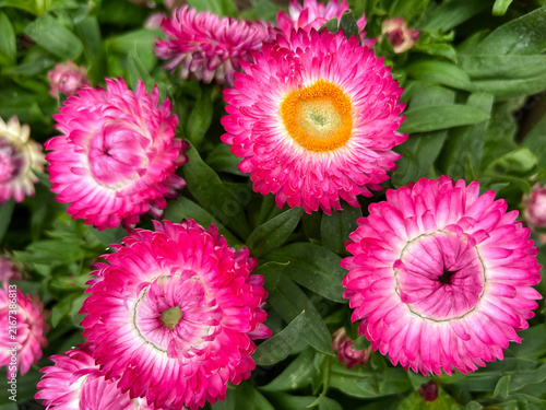 Granvia Dark Pink Flame