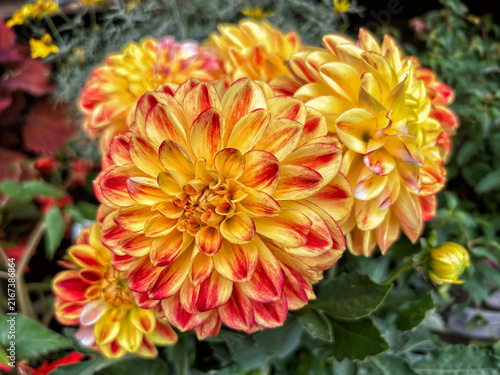 Dahlia Dazzling Magic
