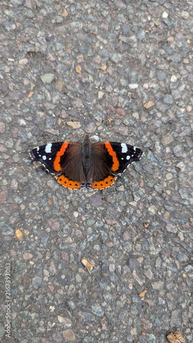Foto Red Admiral Vanessa atalanta butterfly basking on the pavement
