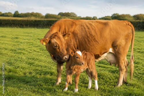 Dairy cow with calf in green pasture, maternal bond and farm life concept