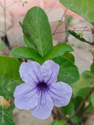 Fotografie Purple Ruellia Flower with Green Leaves and Seed Pod