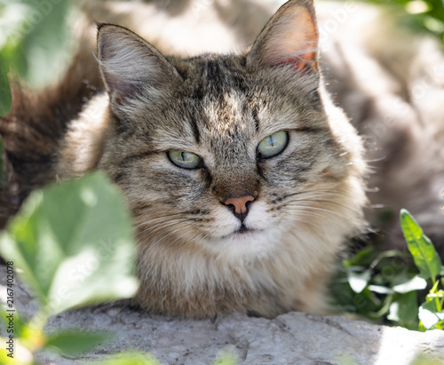 Foto Fluffy tabby cat rests among green leaves and stone