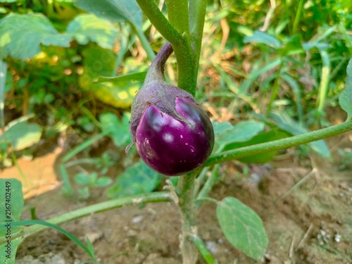 fresh purple eggplant growing on the tree in organic farm