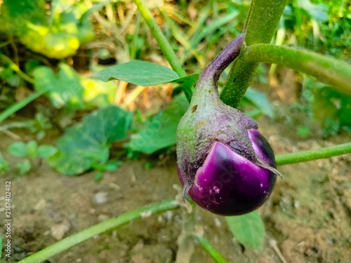 fresh purple eggplant growing on the tree in organic farm