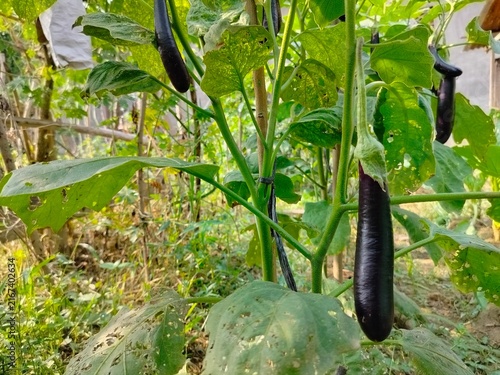 fresh purple eggplant growing on the tree in organic farm
