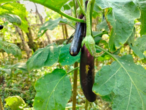fresh purple eggplant growing on the tree in organic farm