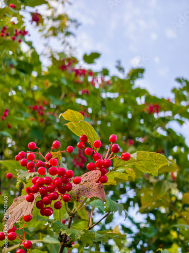 Red berries ripening on green plant branches