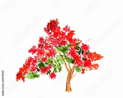 Foto Watercolor Royal Poinciana Tree in Full Bloom