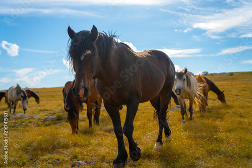 Wild horse with windblown mane looking at camera, Livno, Bosnia