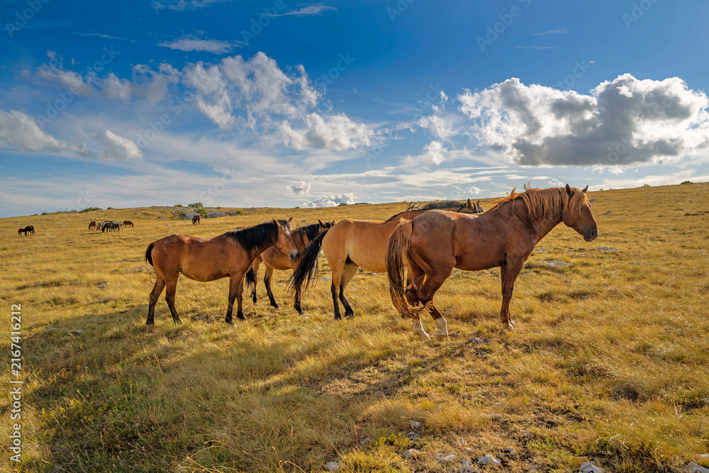 Fototapeta premium Herd of wild horses grazing under dramatic sky, Livno, Bosnia