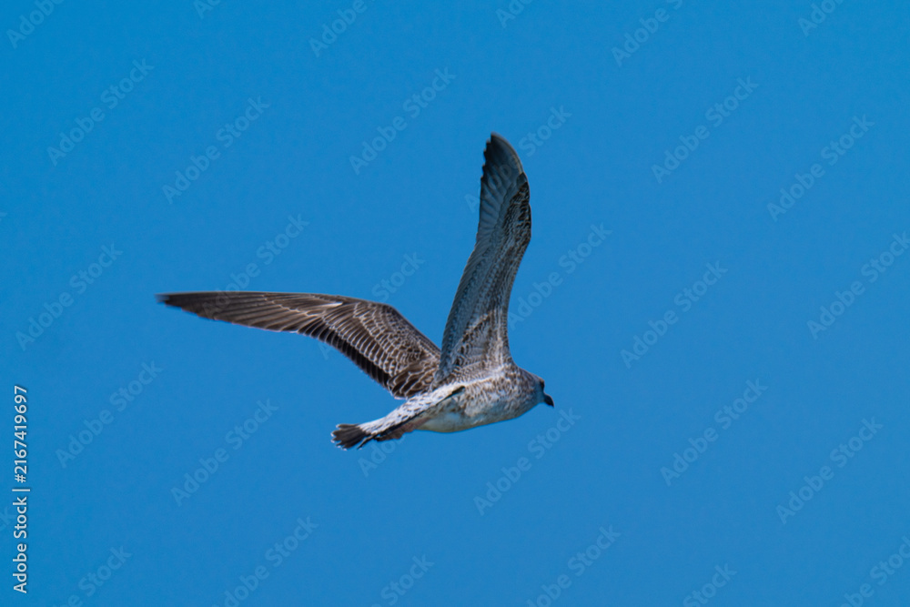 Naklejka premium photo of a seagull flying over the sea