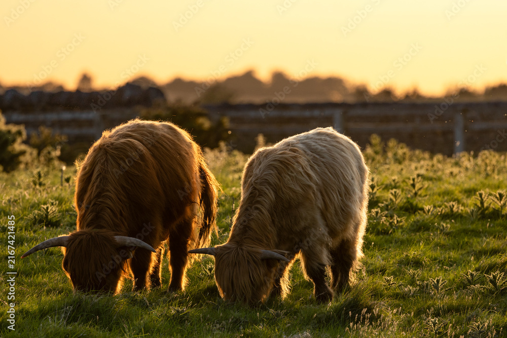 Fototapeta premium Highland Cow, Dublin Ireland