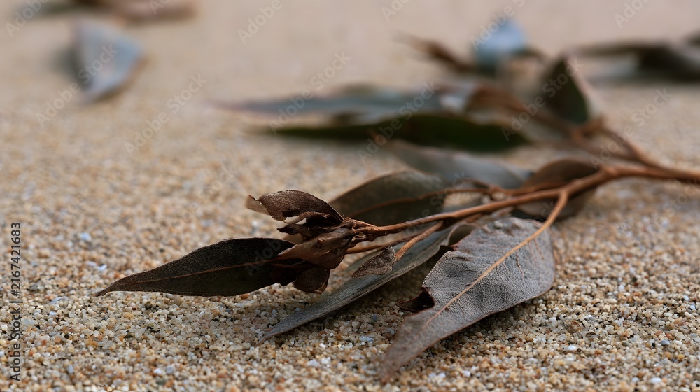 Fototapeta premium Dry eucalyptus leaves rest on textured sand showing natural decay and subtle environmental detail in quiet outdoor setting