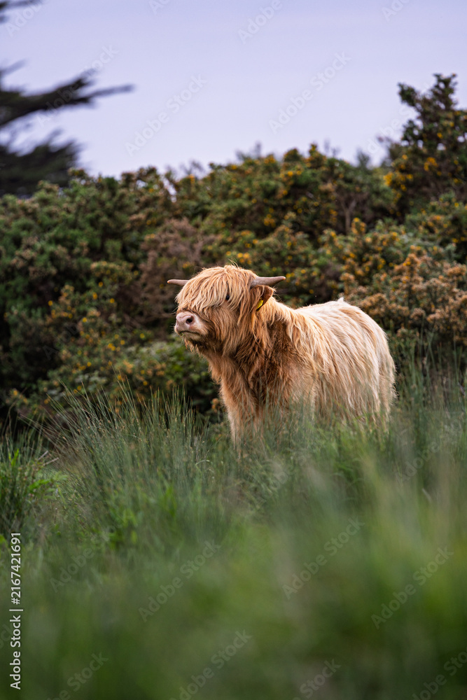 Fototapeta premium Highland Cow, Dublin Ireland