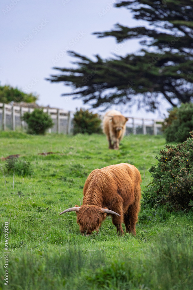 Fototapeta premium Highland Cow, Dublin Ireland