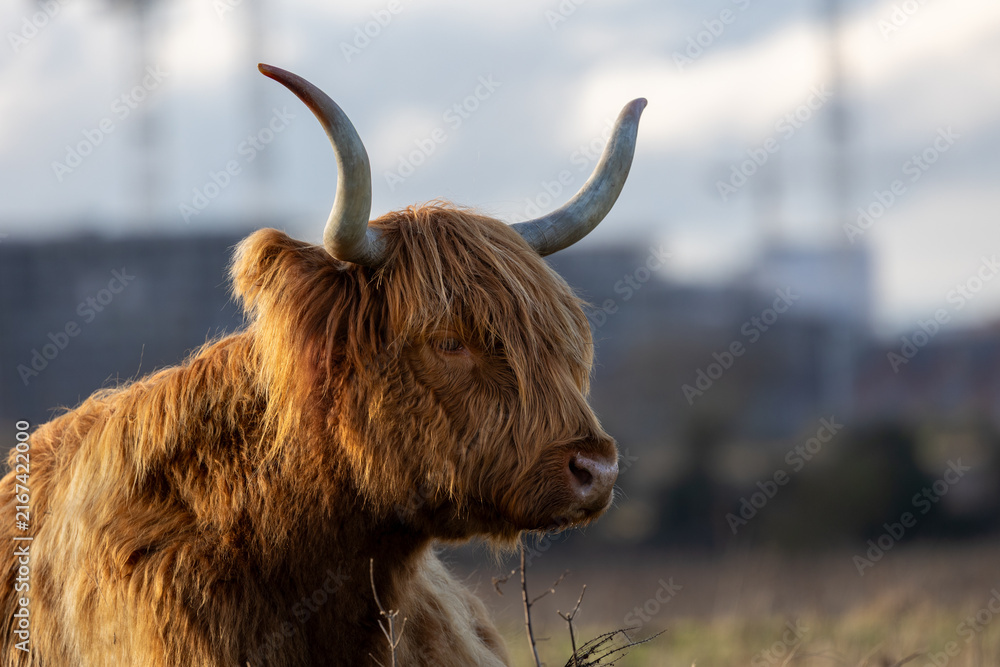 Naklejka premium Highland Cow, Dublin Ireland