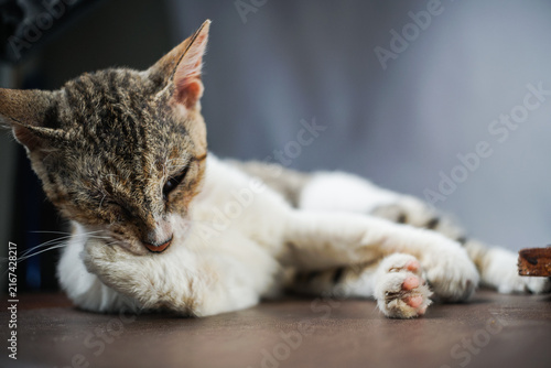 Sleepy tabby and white kitten resting indoors