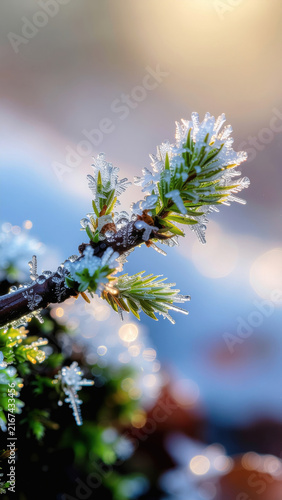 Frozen mossy branch intricate ice crystal