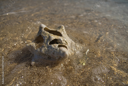 Fotografía Broken shell on the beach of Sandy Cay, Honduras