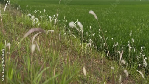 Cinematic close-up of white fluffy weed grass swaying gently in the wind on the edge of a lush green rice field. Perfect breezy rural nature b-roll.