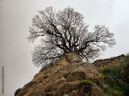 Bild auf Leinwand Gnarled old tree with sprawling branches crowns a rocky outcrop, wildflowers dotting the slope below an overcast sky