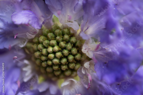 purple scabiosa or pincushion flower macro background